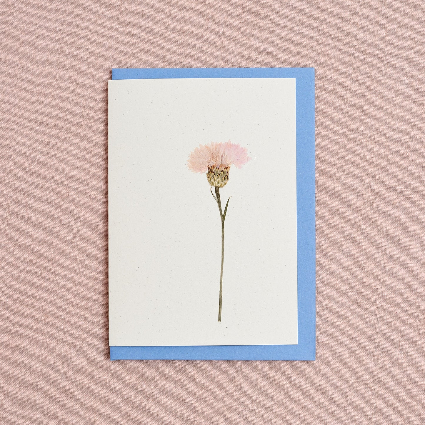 Real Pressed Flower Greetings Card : Cornflower Pink