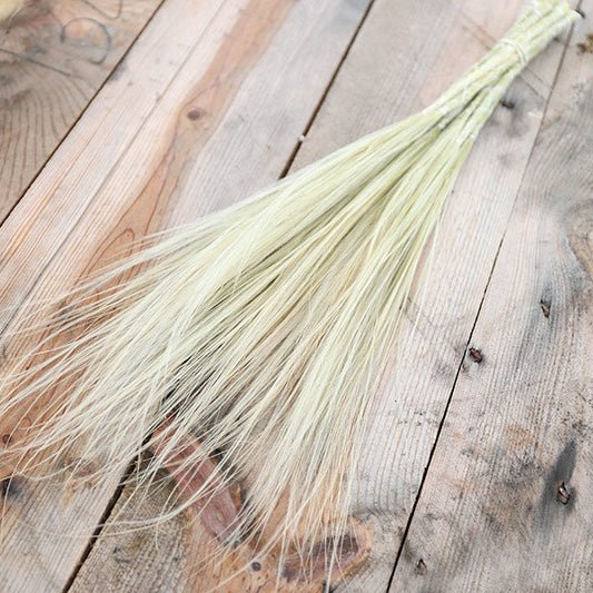 Feather Grass Stipa Penata Bunch