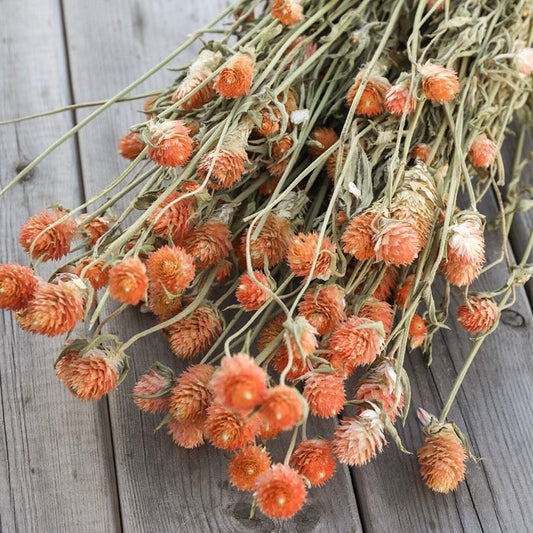 Orange Gomphrena Bunch