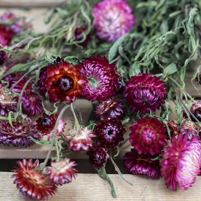 Dark Pink Helichrysum Bunch
