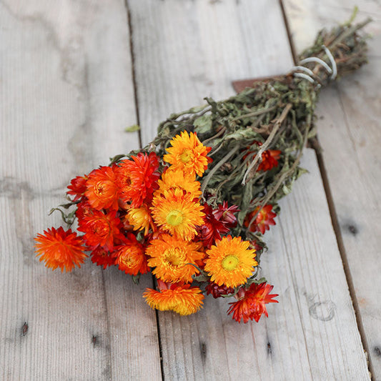 Orange Helichrysum Bunch