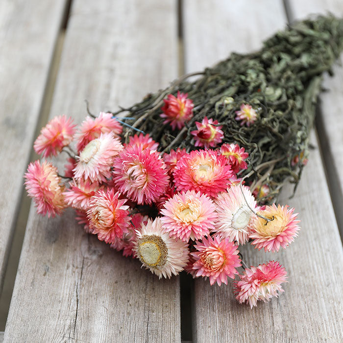 Light Pink Helichrysum Bunch