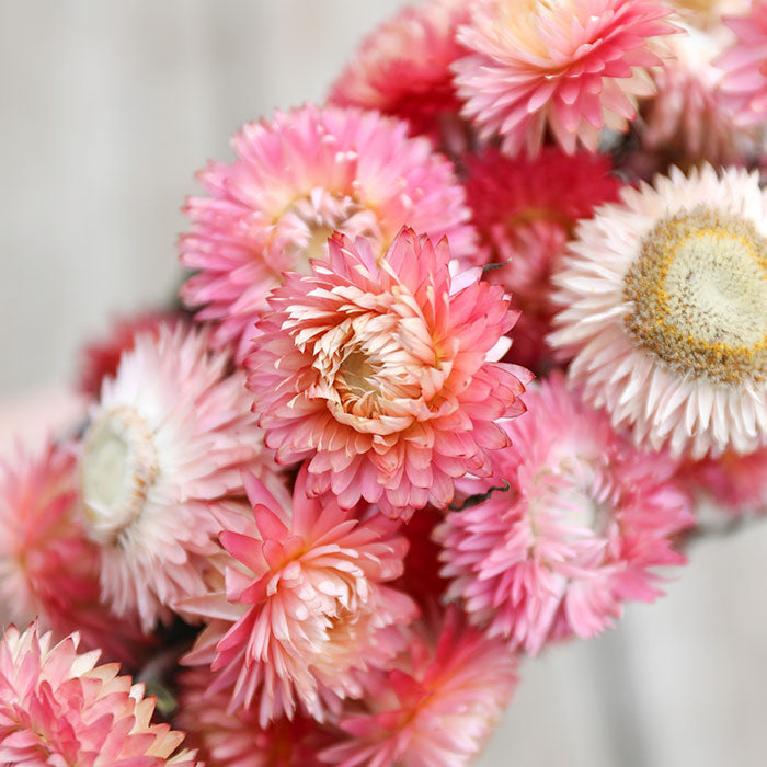 Light Pink Helichrysum Bunch