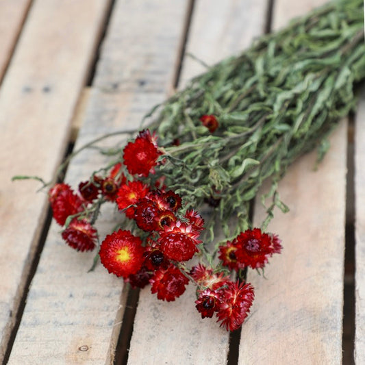 Red Helichrysum Bunch