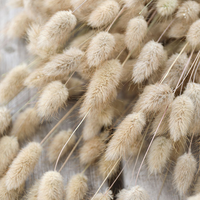 Lagurus Bunch