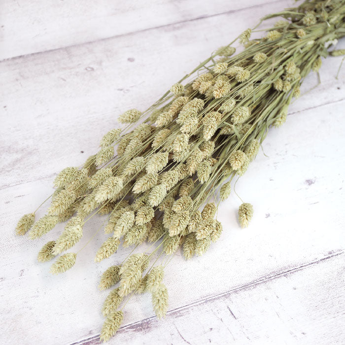 Phalaris Bunch