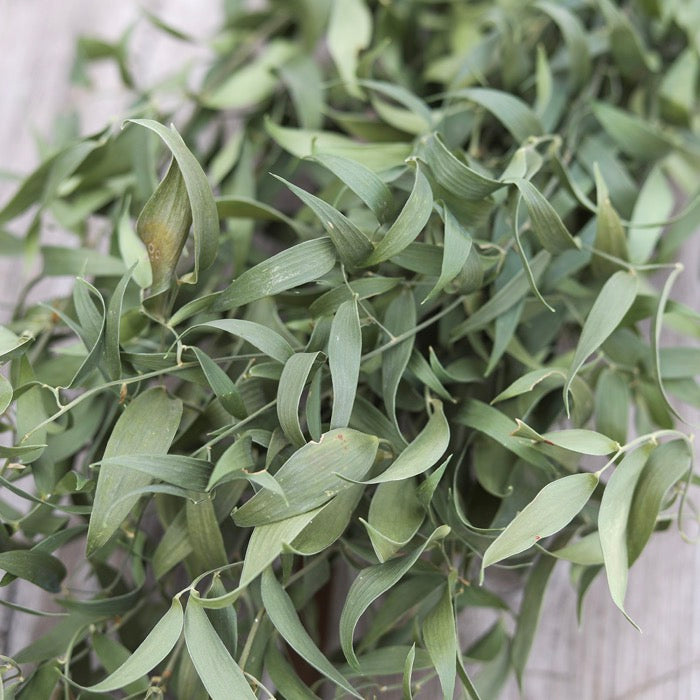 Natural Ruscus Bunch