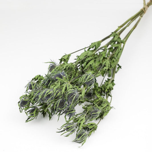 Thistle Eryngium Bunch