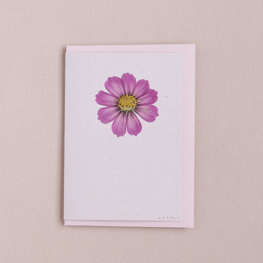 Real Pressed Flower Greetings Card : Purple Cosmos