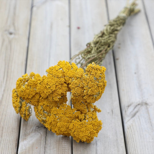 Yellow Achillea Parker