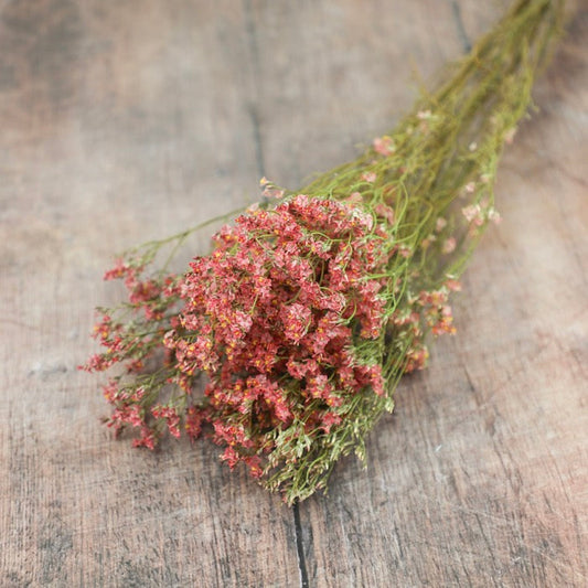 Coral Pink Limonium Bunch