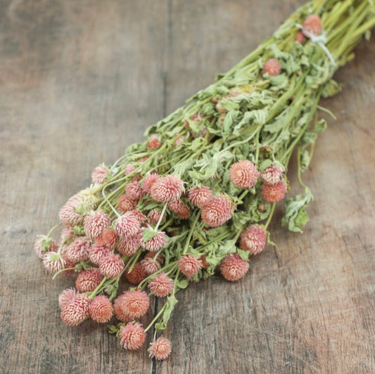 Pastel Pink Gomphrena Bunch