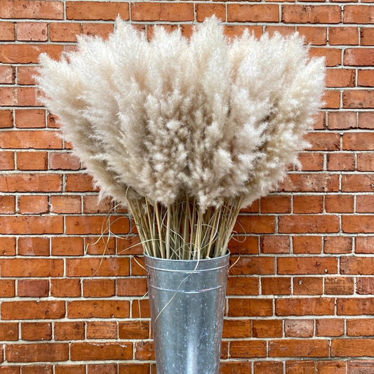 Extra Fluffy Pampas Grass