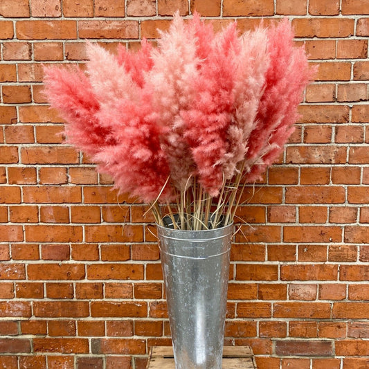 Extra Fluffy Pink Pampas Grass