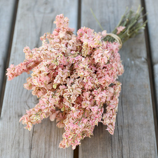 Candy Floss Delphinium Bunch
