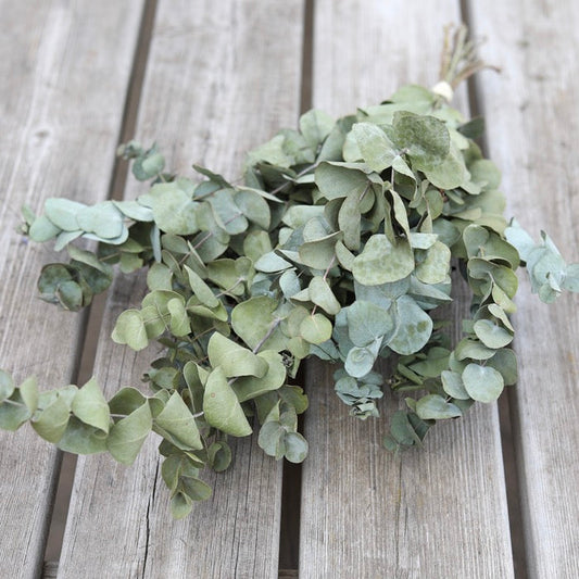Eucalyptus Bunch