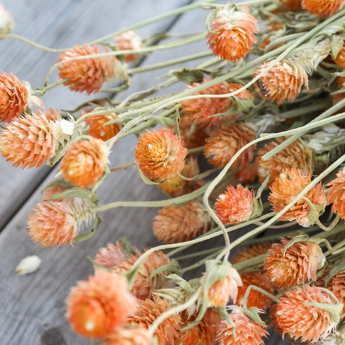 Orange Gomphrena Bunch
