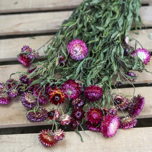 Dark Pink Helichrysum Bunch