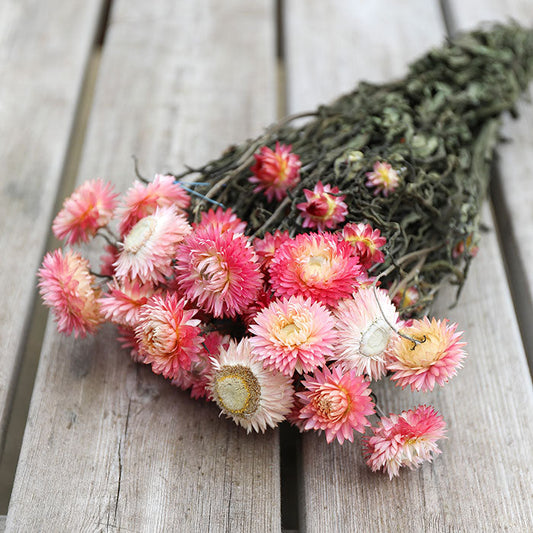 Light Pink Helichrysum Bunch