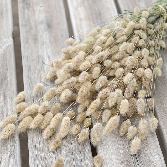 Lagurus Bunch