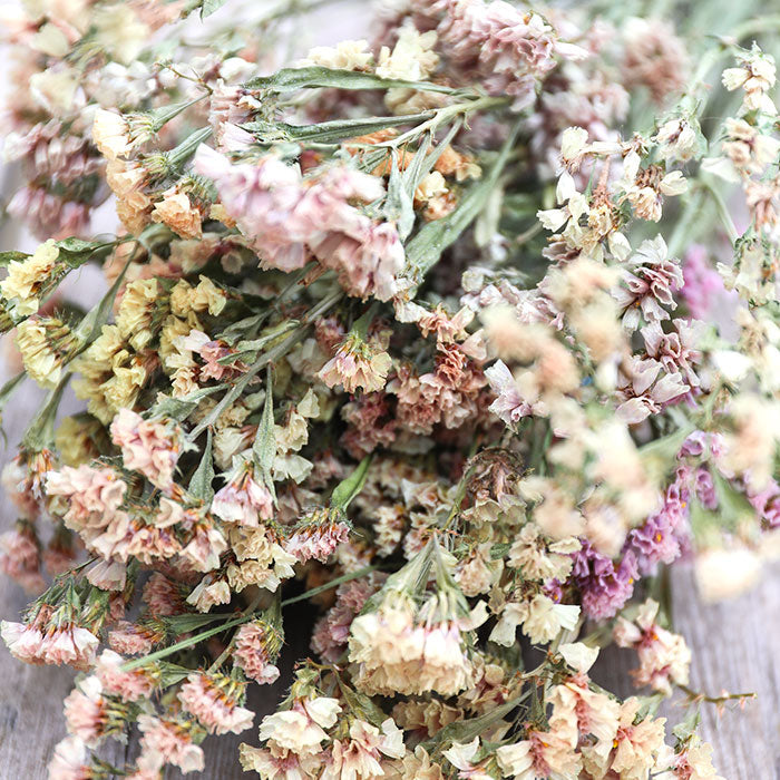 Apricot Statice Bunch