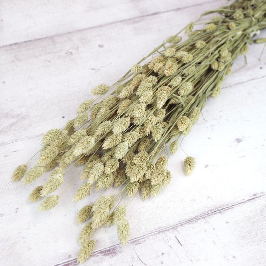 Phalaris Bunch