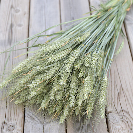 Bearded Wheat Bunch