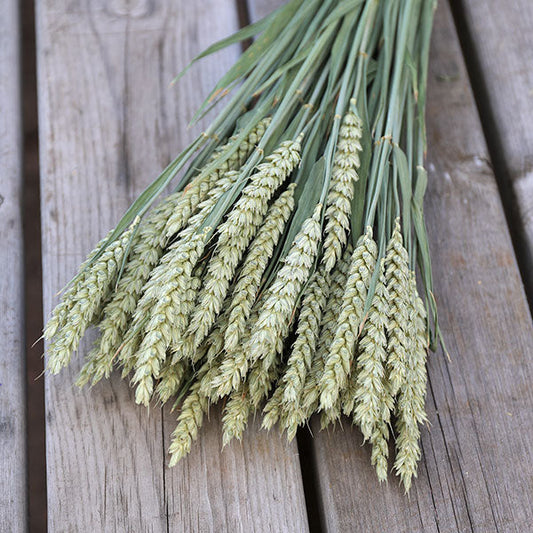 Dried Wheat Bunch
