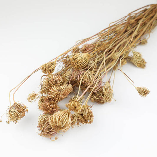Fennel (Seed Heads) Bunch