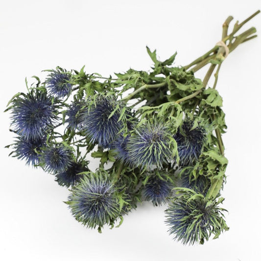 Giant Thistle Eryngium Bunch