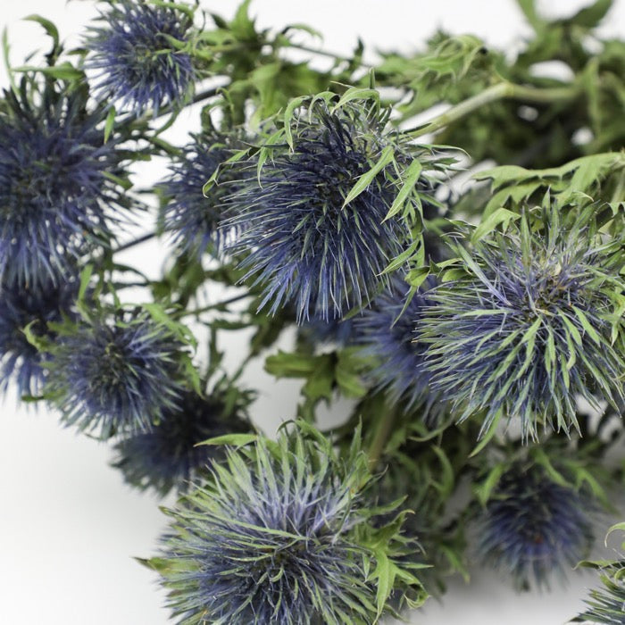 Giant Thistle Eryngium Bunch