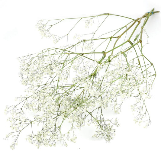 Gypsophila Bunch