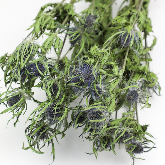 Thistle Eryngium Bunch
