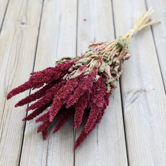 Red Amaranthus