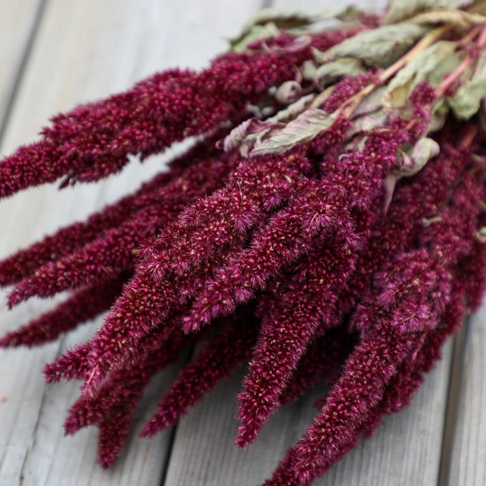 Red Amaranthus