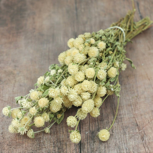 Cream Gomphrena Bunch