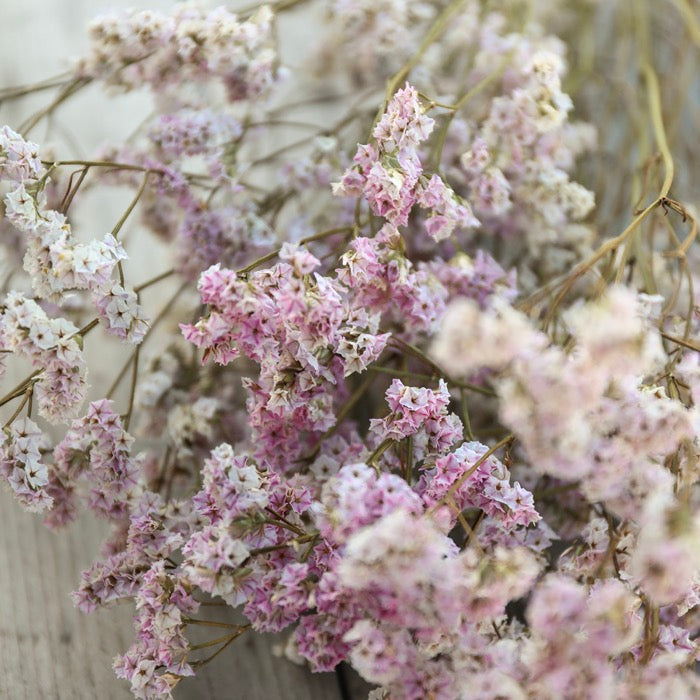 Pink Limonium Bunch