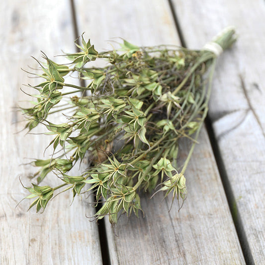 Nigella Orientalis Bunch