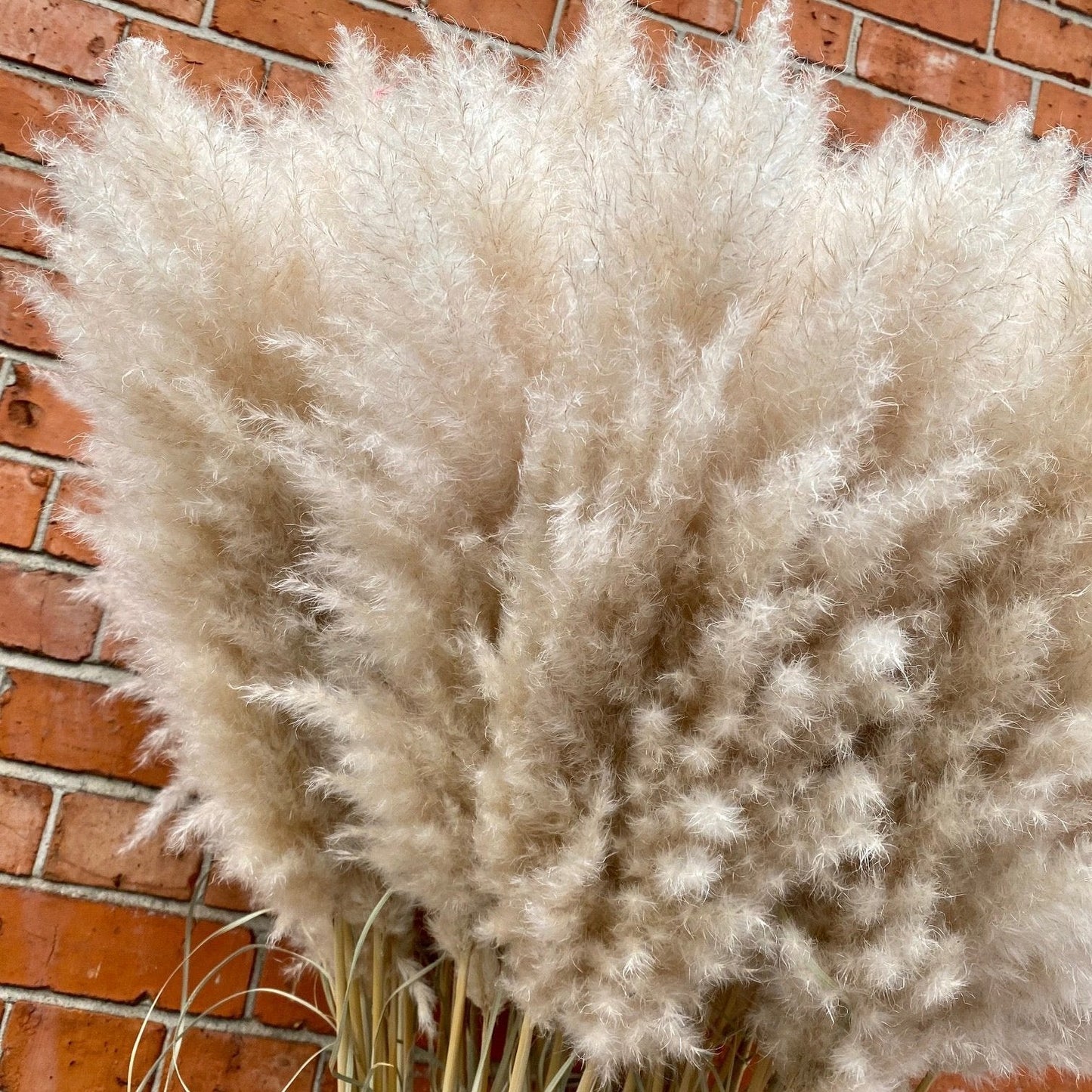 Extra Fluffy Pampas Grass