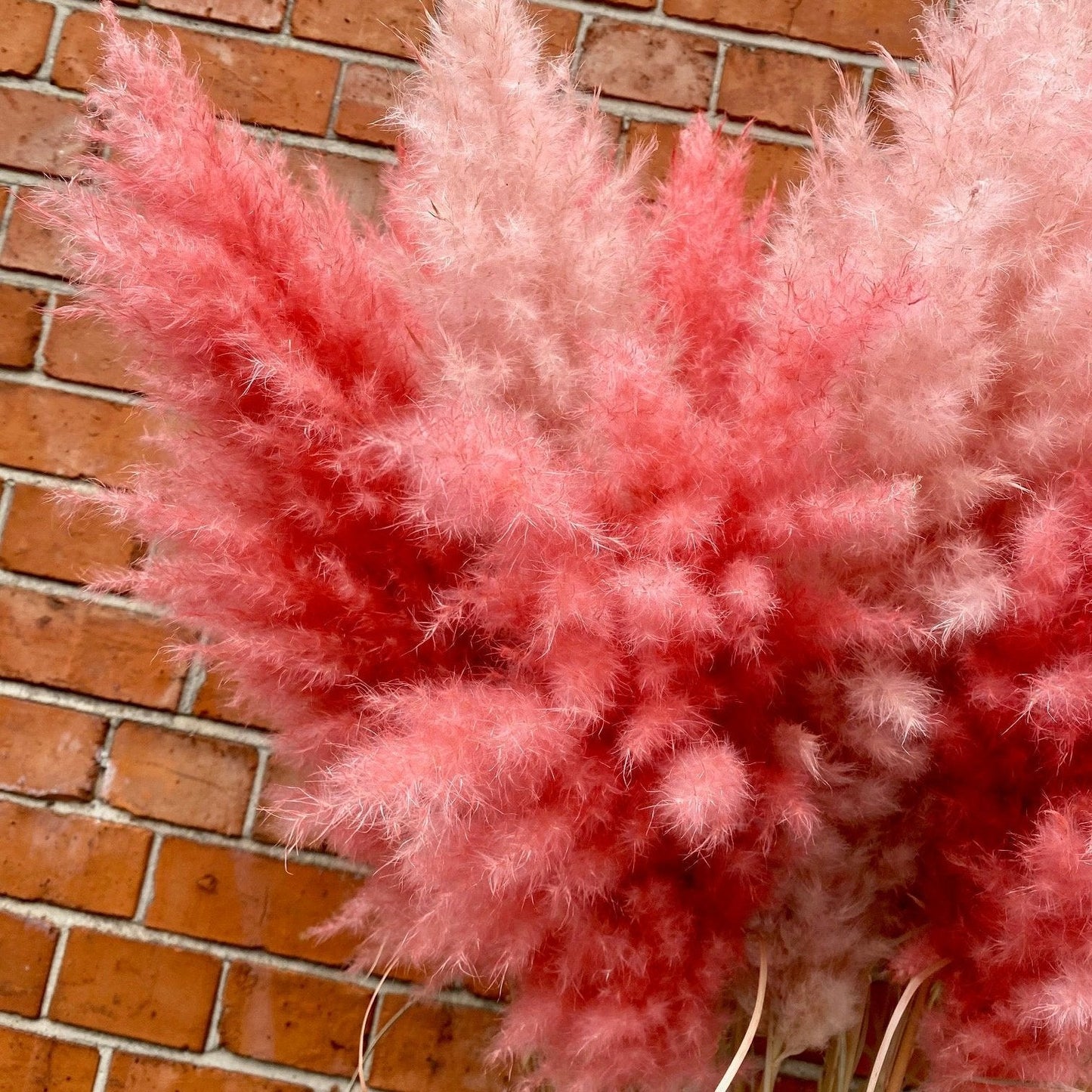 Extra Fluffy Pink Pampas Grass