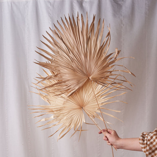 Island Life : Two Giant Fan Bleached Fan Palms